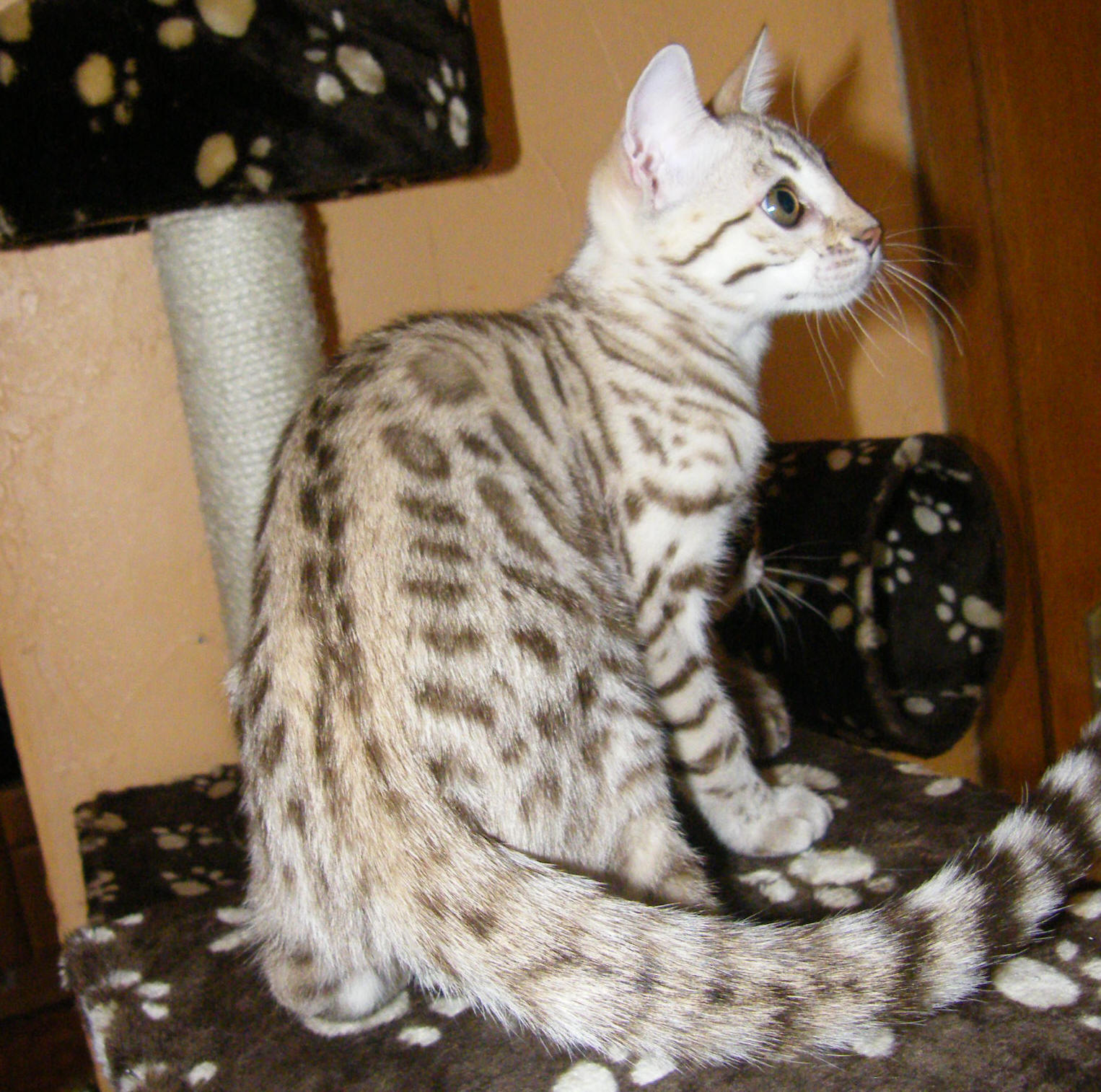 Moon Dust (Dusty)