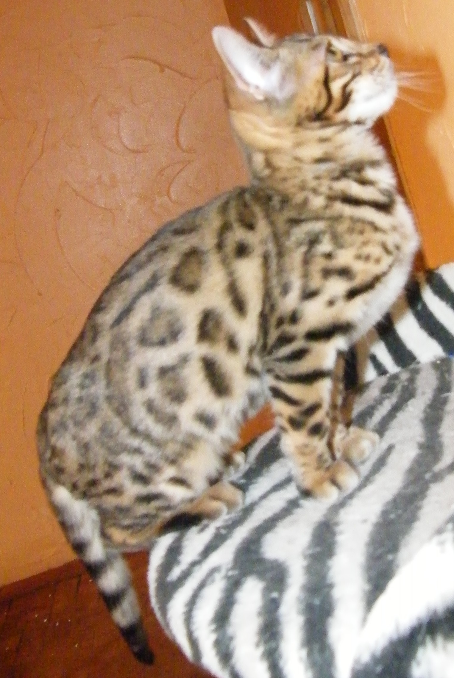 Sady