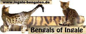 Ingale Bengal
